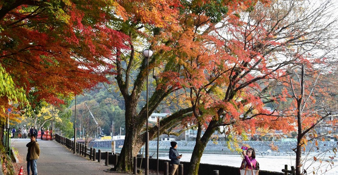 朝霧通の紅葉　見頃　2018年12月1日　撮影：MKタクシー