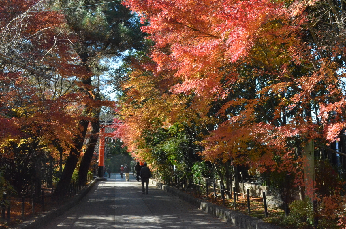 宇治上神社境内の紅葉　見頃　2017年12月2日　撮影：MKタクシー