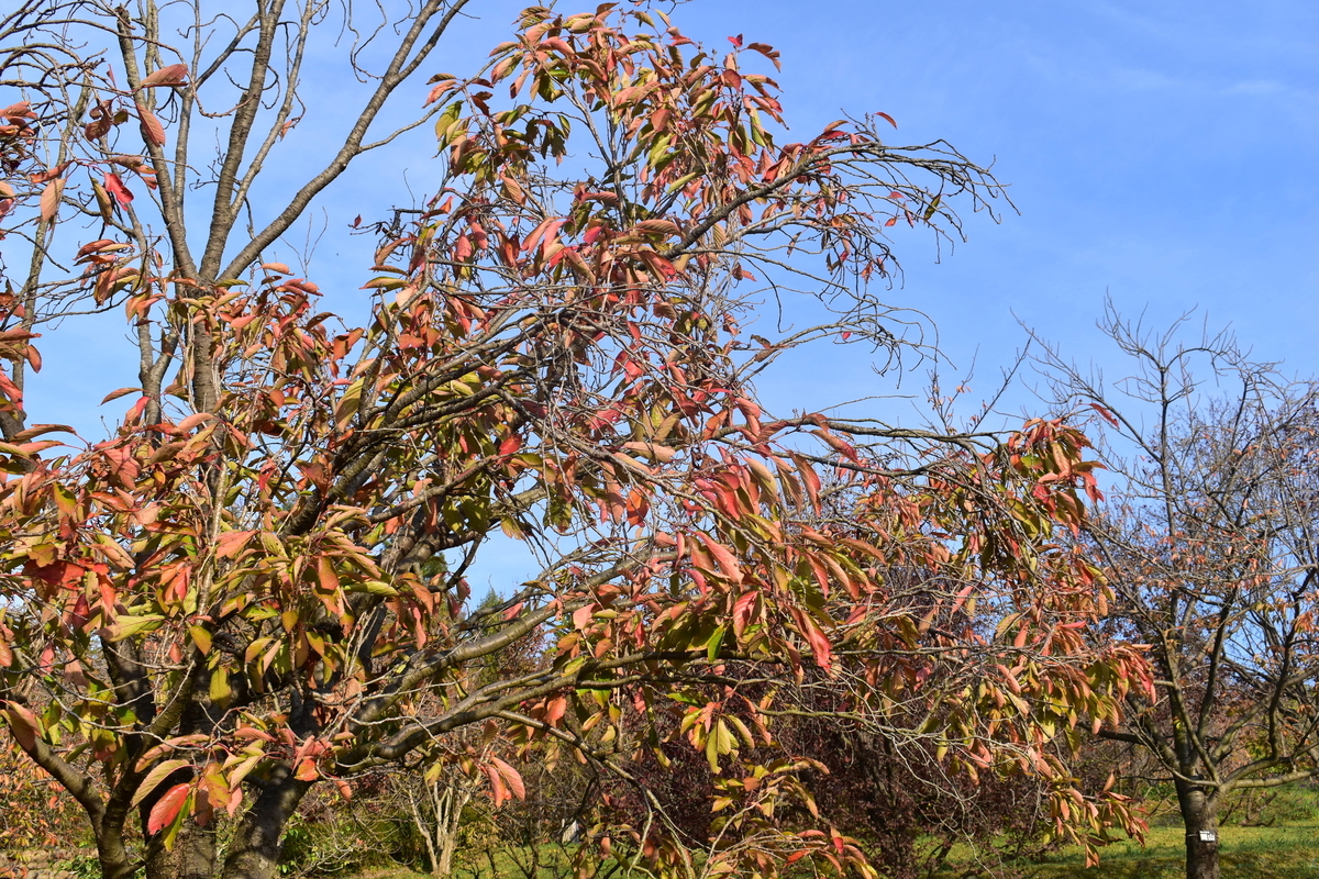 宇治市植物公園・サトザクラの桜紅葉　見頃　2018年11月11日　撮影：MKタクシー