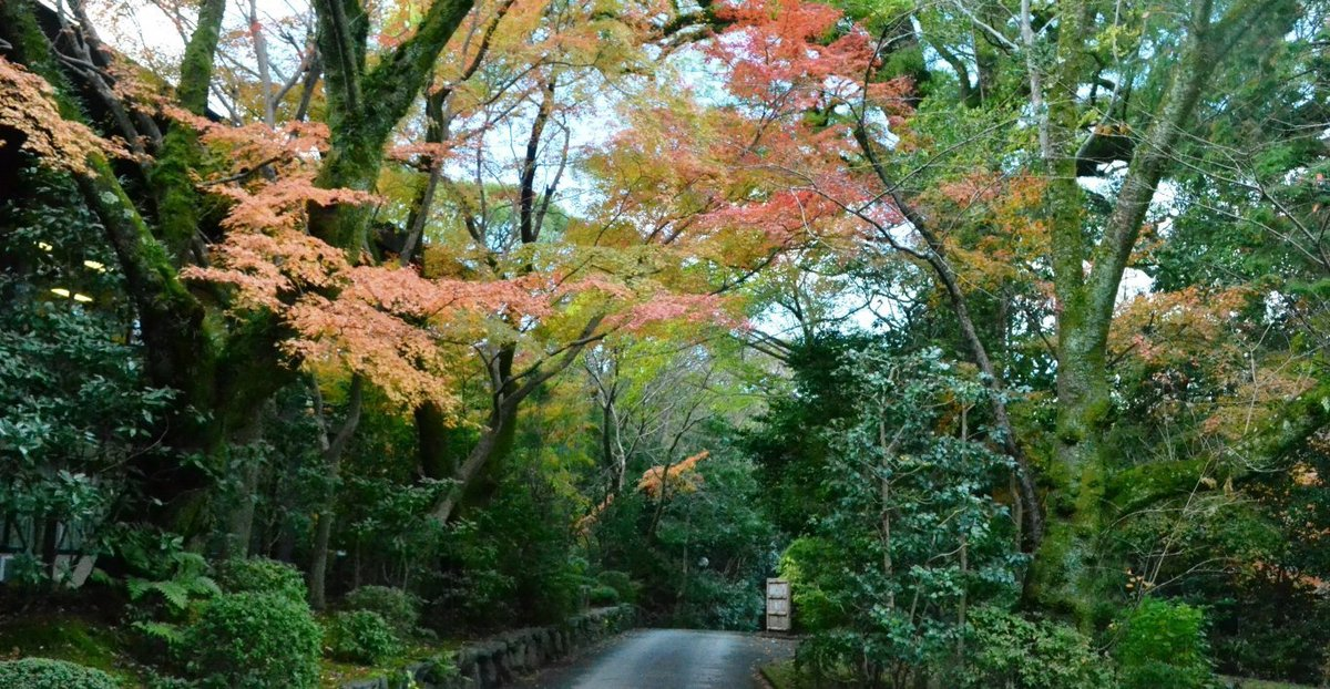 石清水八幡宮・表参道の紅葉 見頃近し 2017年11月19日 撮影:MKタクシー