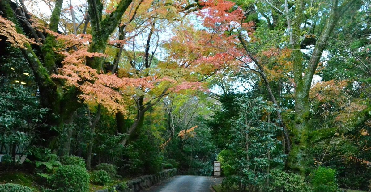 石清水八幡宮・表参道の紅葉　見頃近し　2017年11月19日　撮影：MKタクシー