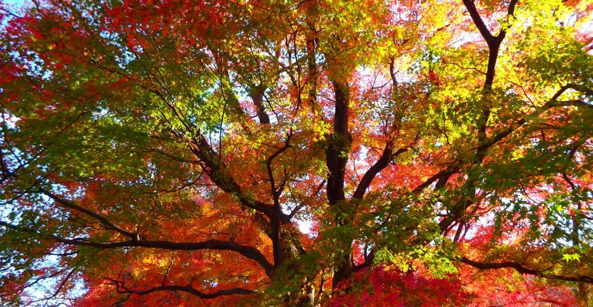 石清水八幡宮・展望台の紅葉 見頃 2016年11月26日 撮影:MKタクシー