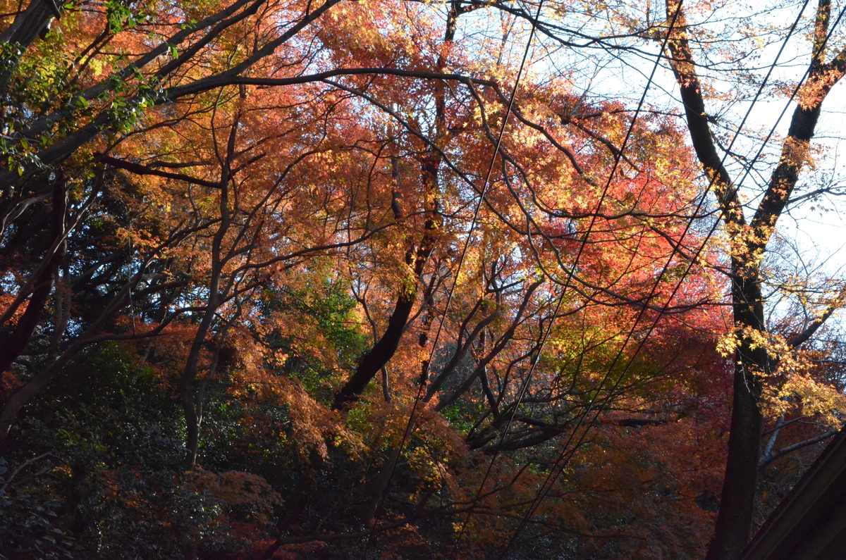 石清水八幡宮・北参道の紅葉 見頃 2017年12月3日 撮影:MKタクシー