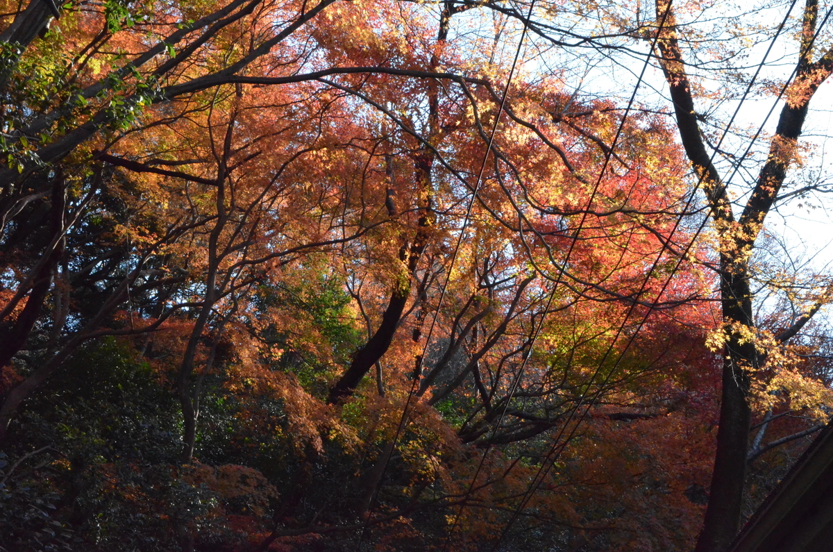 石清水八幡宮・北参道の紅葉　見頃　2017年12月3日　撮影：MKタクシー