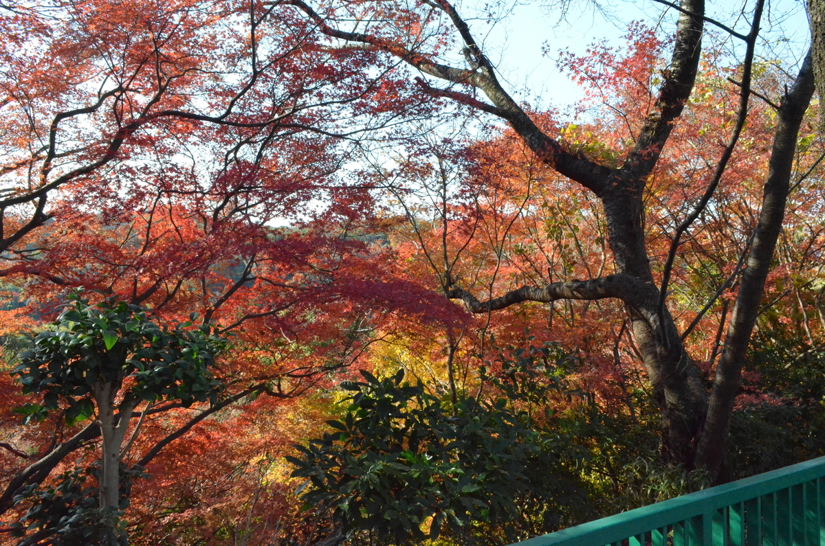 石清水八幡宮・展望台の紅葉　見頃　2017年12月3日　撮影：MKタクシー