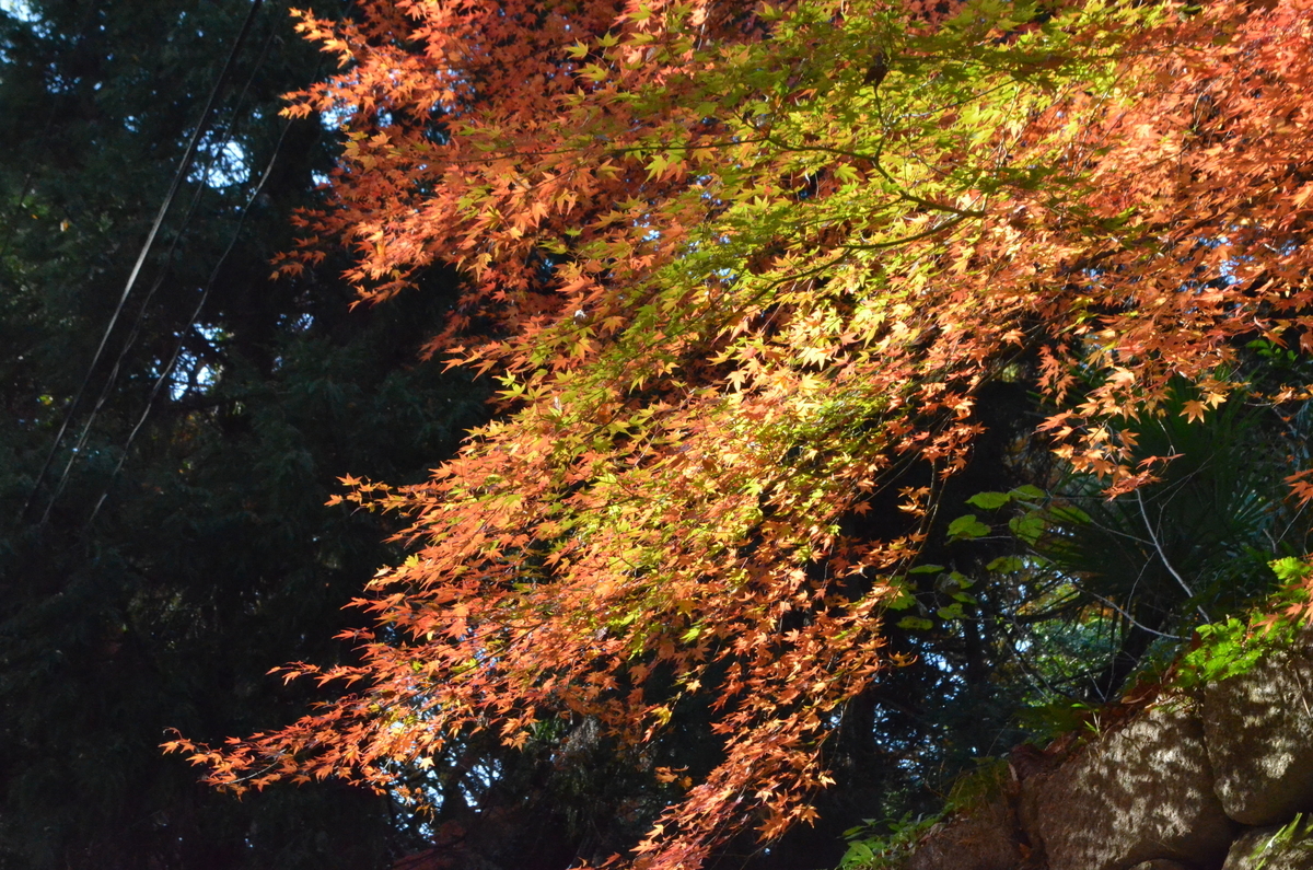 石清水八幡宮・表参道の紅葉 見頃 2017年12月3日 撮影:MKタクシー