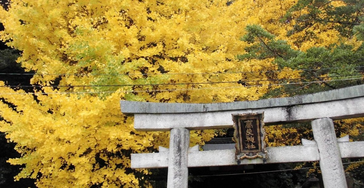 高良神社のイチョウ 見頃 2017年11月19日 撮影:MKタクシー