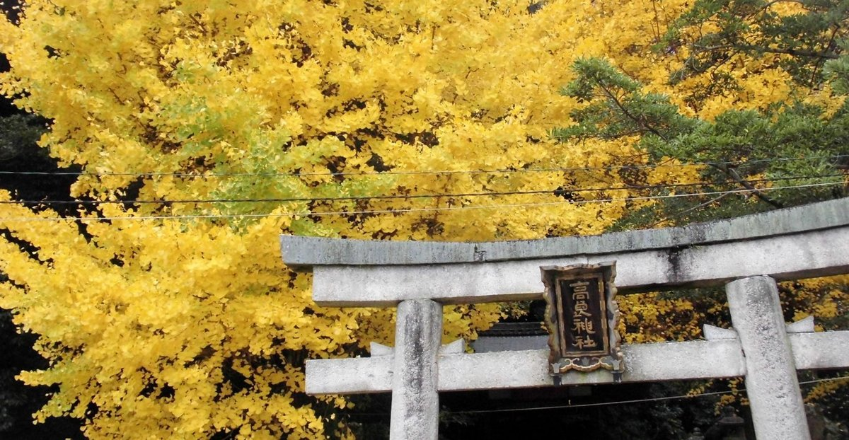 高良神社のイチョウ　見頃　2017年11月19日　撮影：MKタクシー