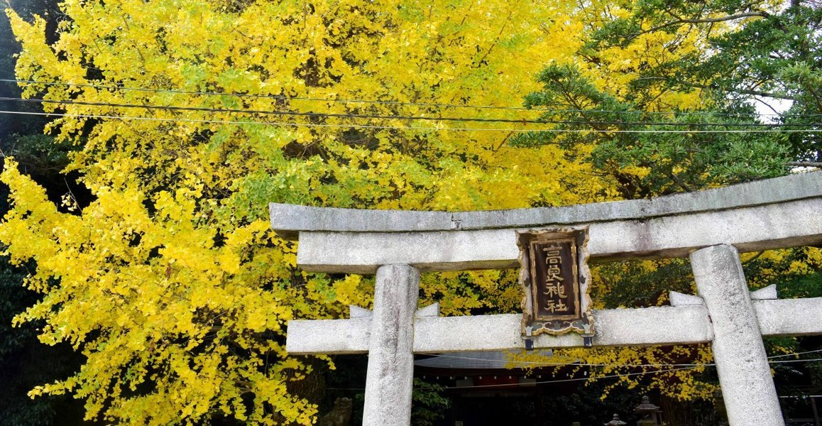 高良神社のイチョウ 見頃 2016年11月24日 撮影:MKタクシー