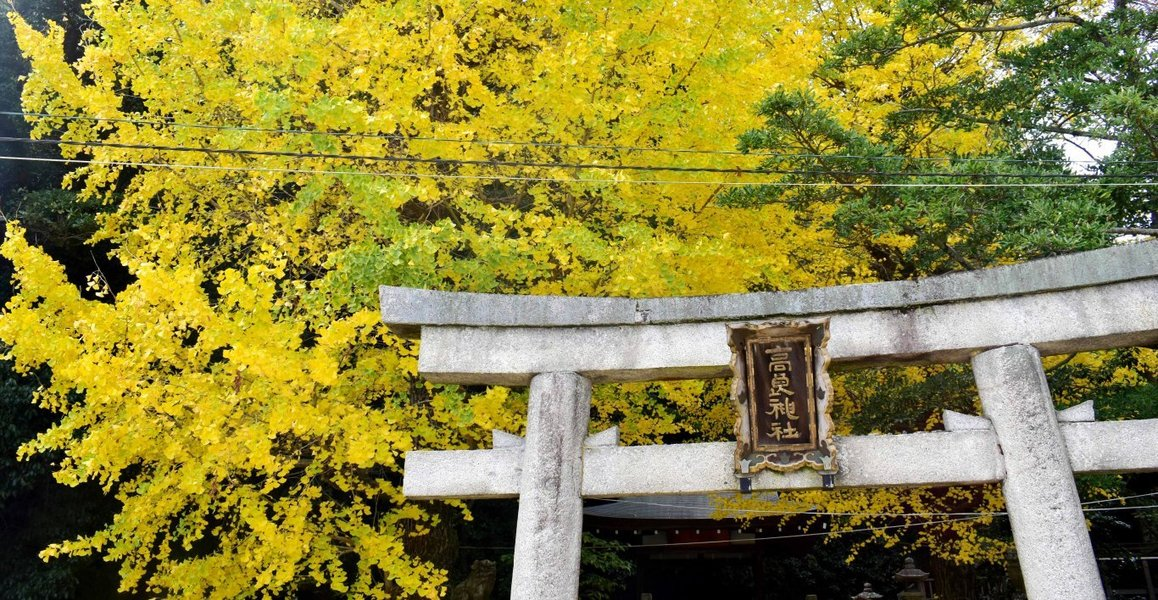 高良神社のイチョウ　見頃　2016年11月24日　撮影：MKタクシー