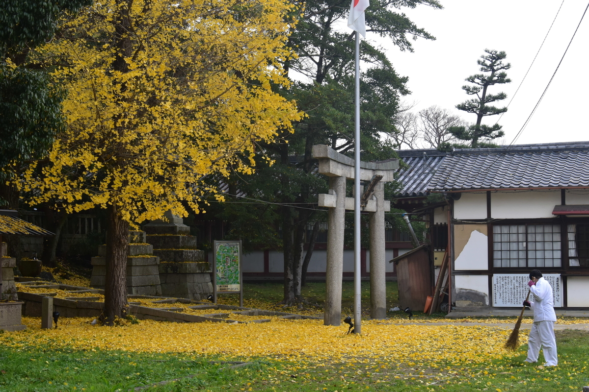 高良神社のイチョウ 散りはじめ 2018年12月1日 撮影:MKタクシー
