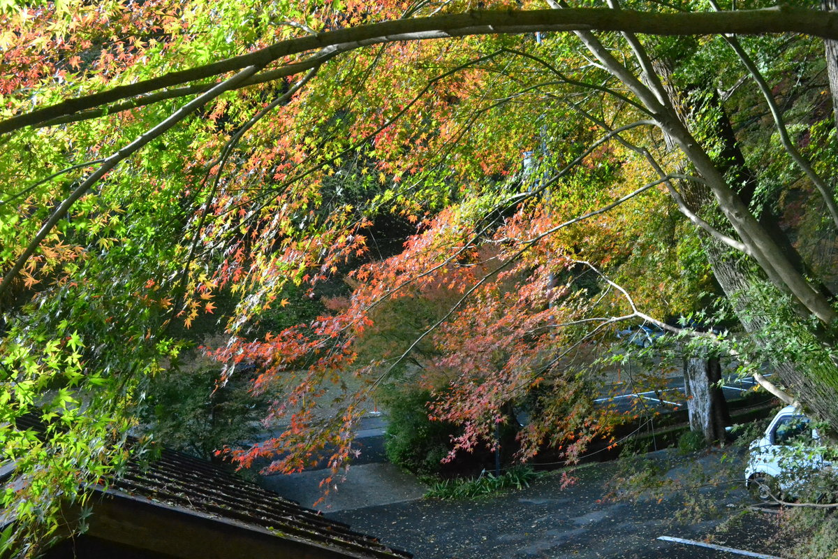 神応寺社の紅葉 色づきはじめ 2017年11月19日 撮影:MKタクシー