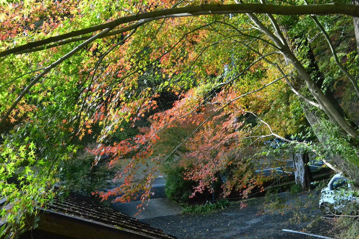 神応寺社の紅葉　色づきはじめ　2017年11月19日　撮影：MKタクシー