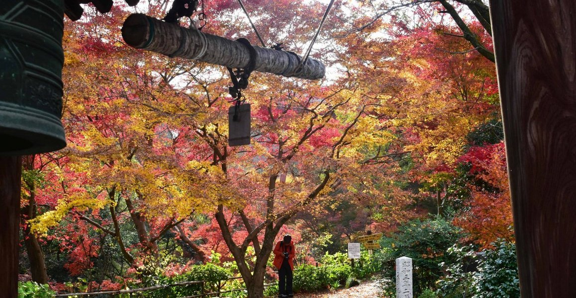 神応寺社・鐘楼の紅葉 見頃 2019年12月1日 撮影:MKタクシー