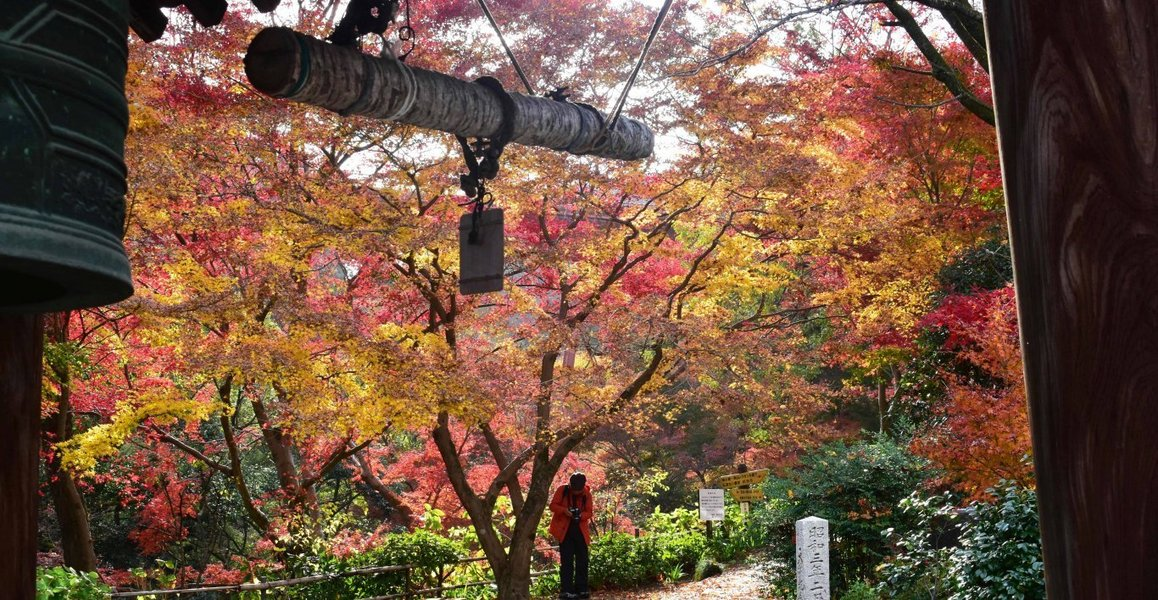 神応寺社・鐘楼の紅葉　見頃　2019年12月1日　撮影：MKタクシー