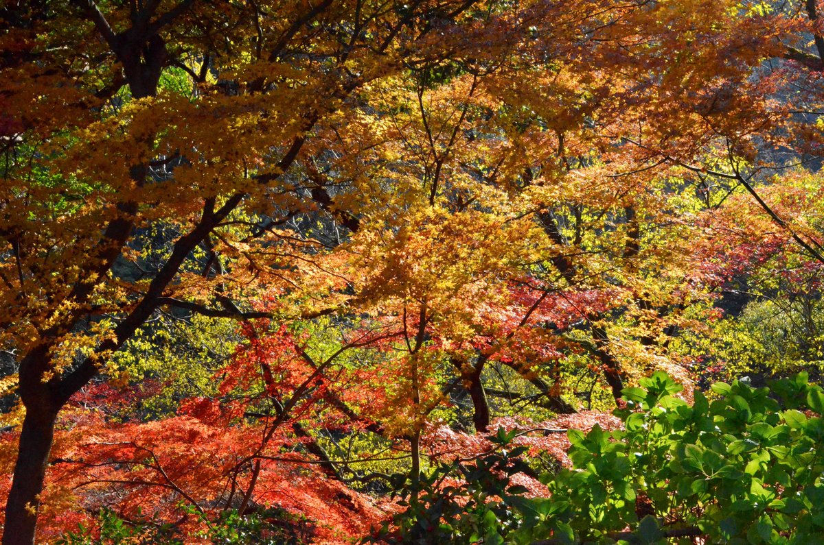 神応寺社・石段の紅葉 見頃 2017年12月3日 撮影:MKタクシー