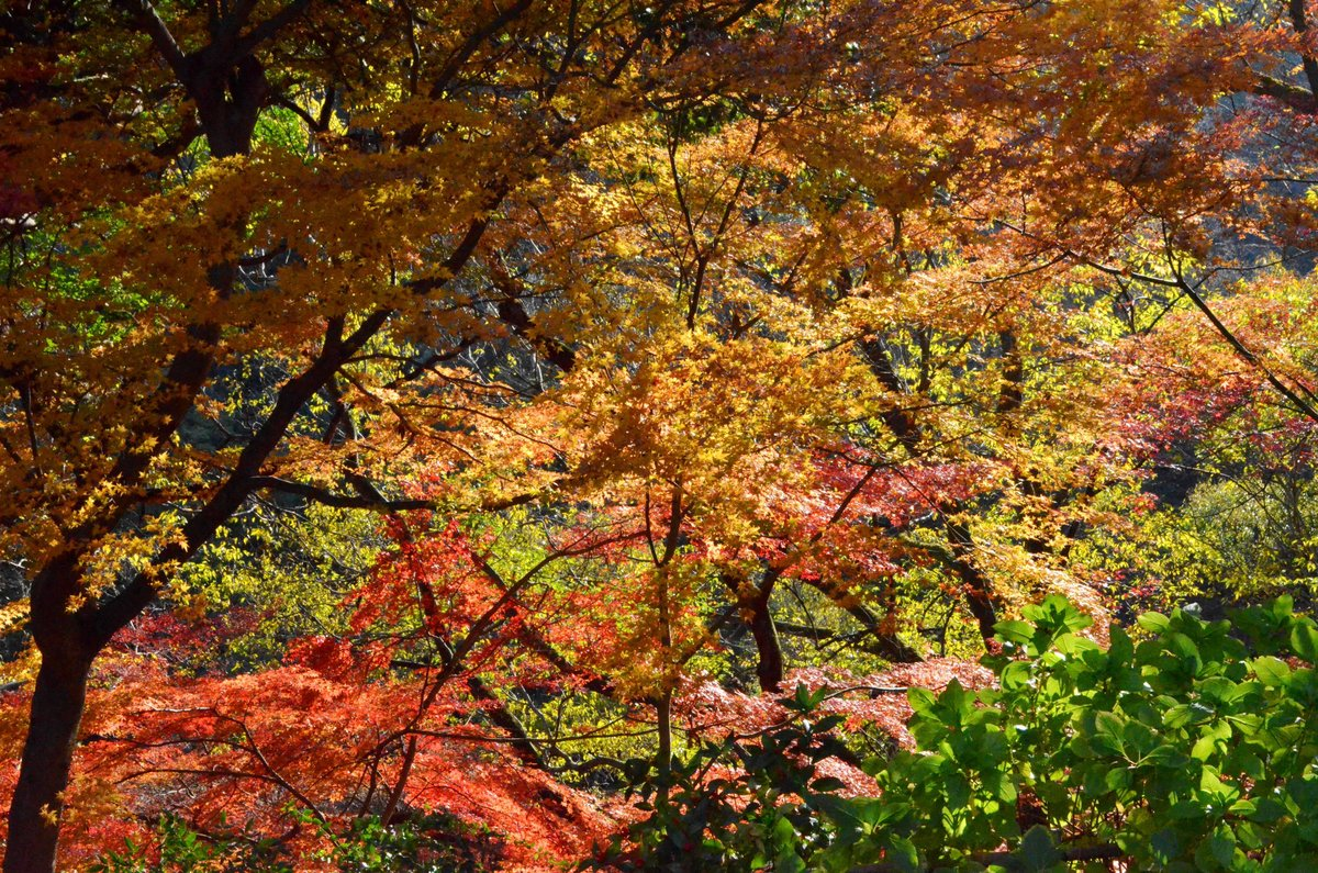 神応寺社・石段の紅葉　見頃　2017年12月3日　撮影：MKタクシー