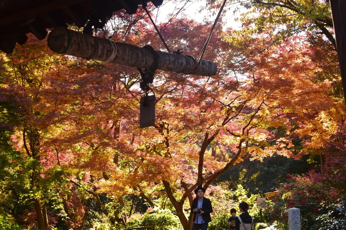 神応寺・鐘楼の紅葉　見頃　2019年11月23日　撮影：MKタクシー