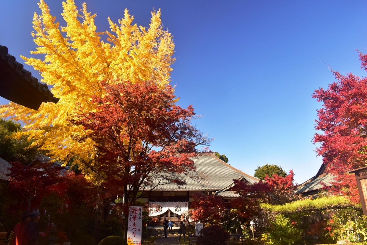 神応寺・本堂前のイチョウ　見頃　2019年11月23日　撮影：MKタクシー