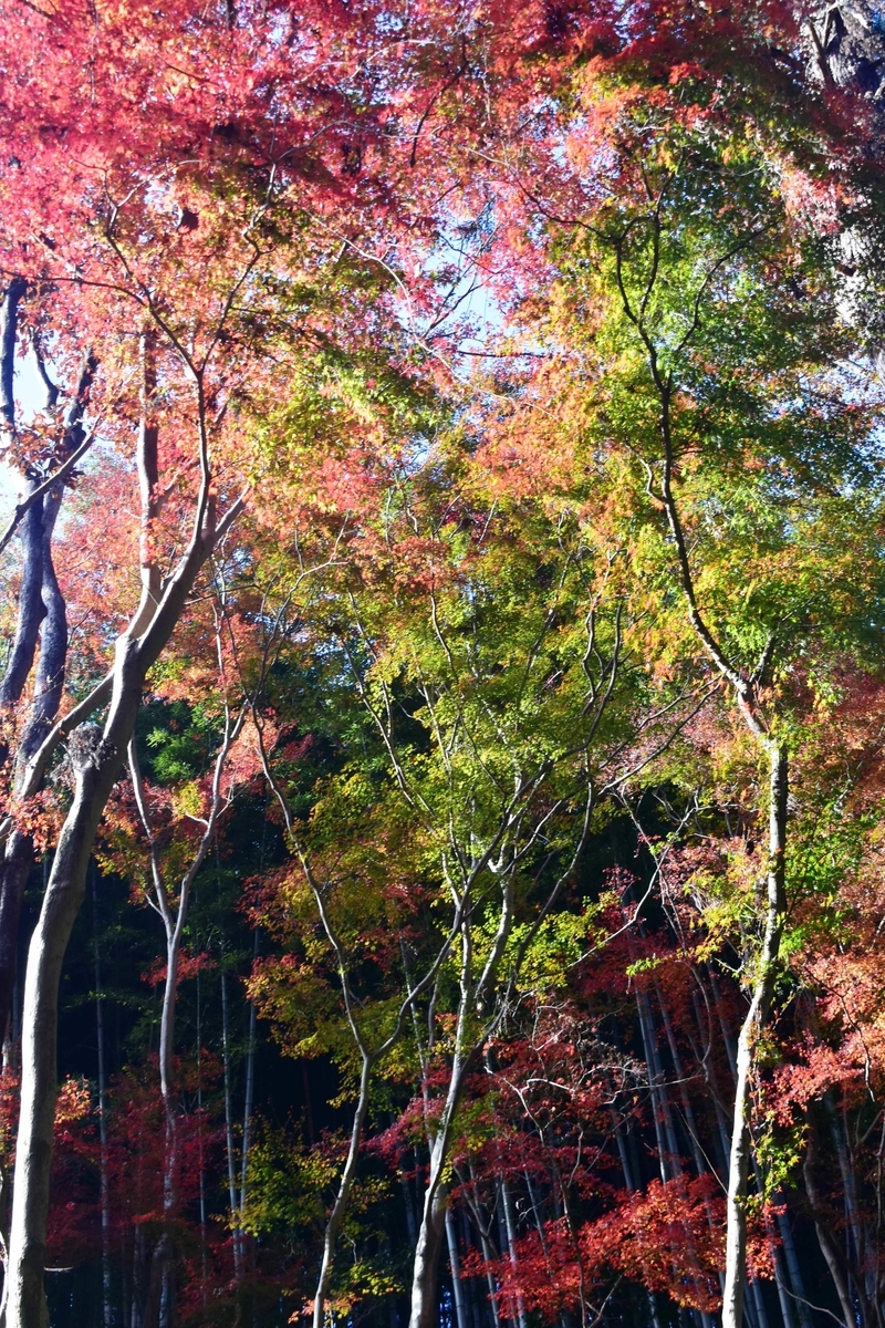 神応寺・参道の紅葉　見頃　2019年12月1日　撮影：MKタクシー