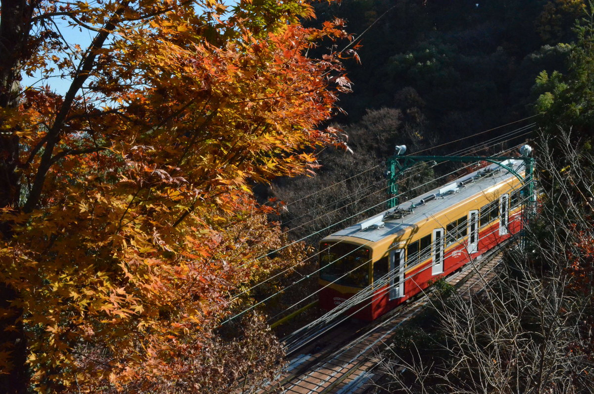 男山ケーブル・神応寺奥からの紅葉 見頃 2017年12月3日 撮影:MKタクシー