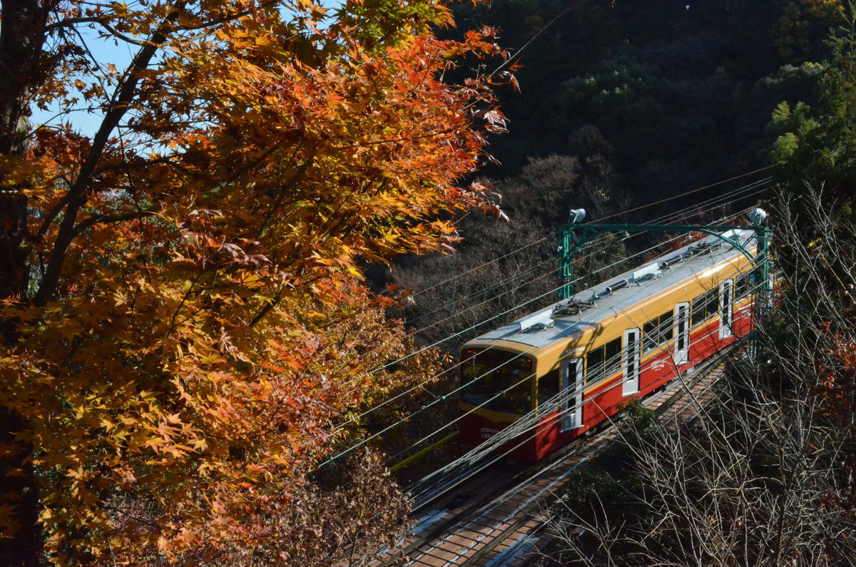 男山ケーブル・神応寺奥からの紅葉　見頃　2017年12月3日　撮影：MKタクシー