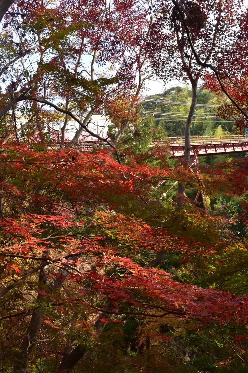 男山ケーブル・神応寺奥からの紅葉 見頃 2018年12月1日 撮影:MKタクシー