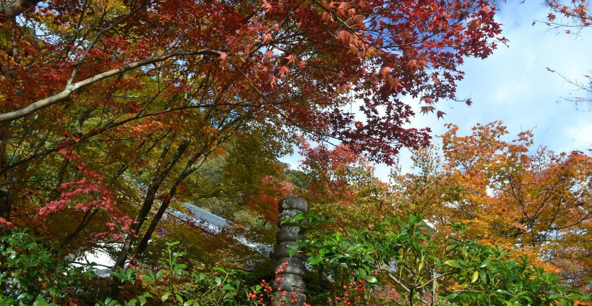 善法律寺の紅葉 見頃 2017年11月19日 撮影:MKタクシー