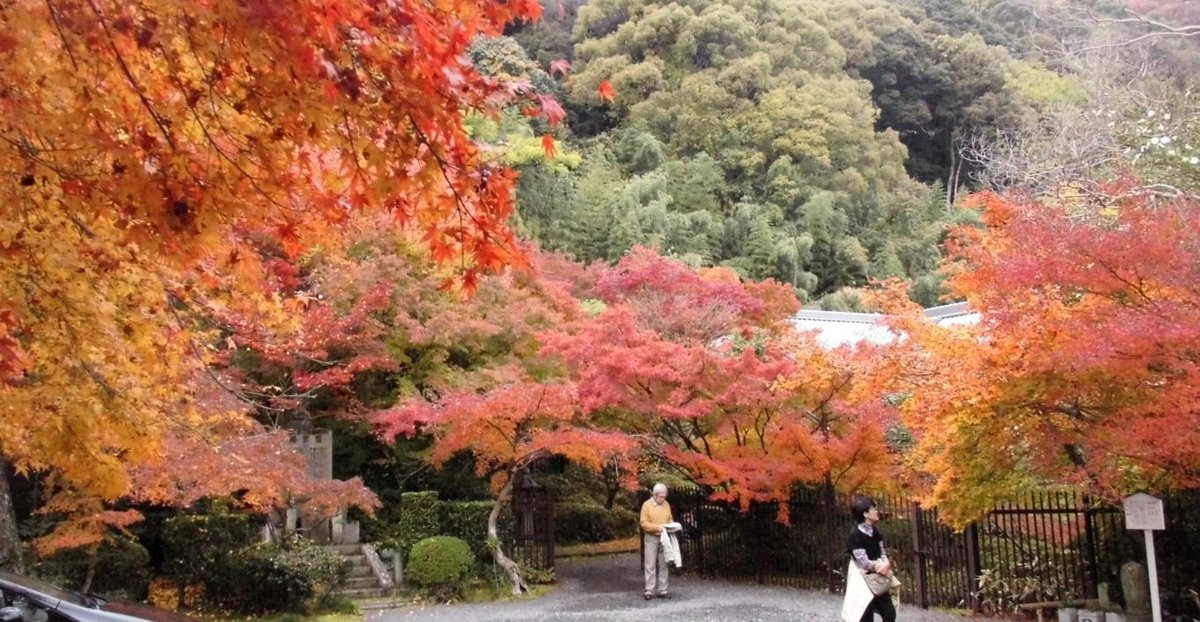 善法律寺の紅葉　見頃　2016年11月20日　撮影：MKタクシー