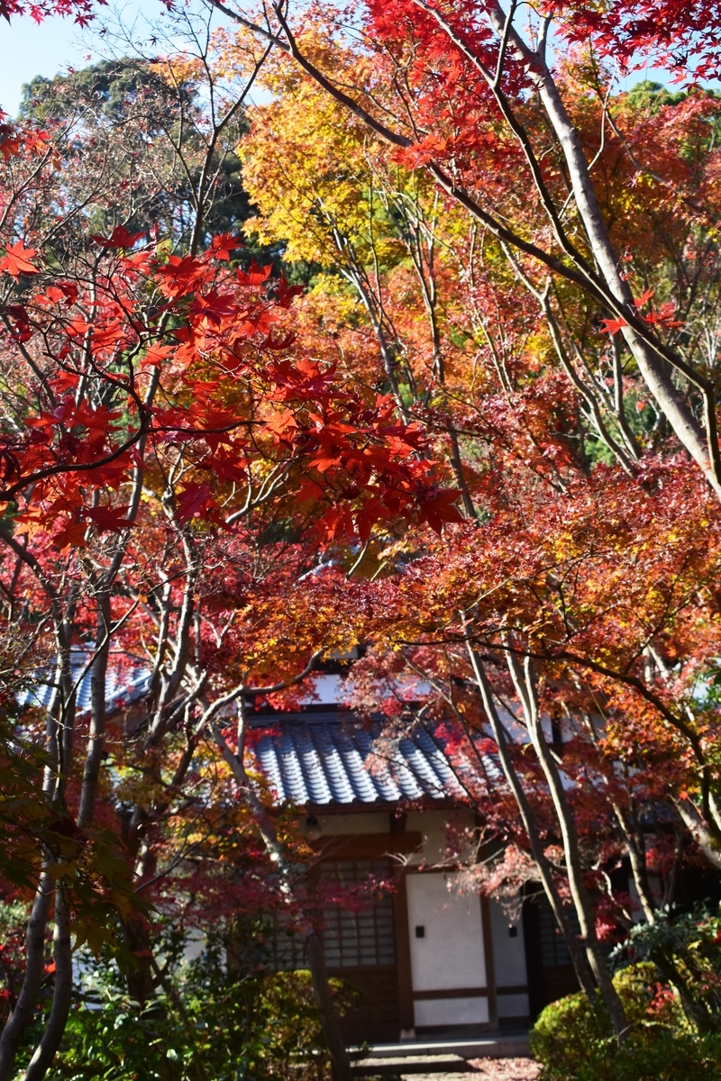 善法律寺の紅葉　見頃　2019年12月1日　撮影：MKタクシー