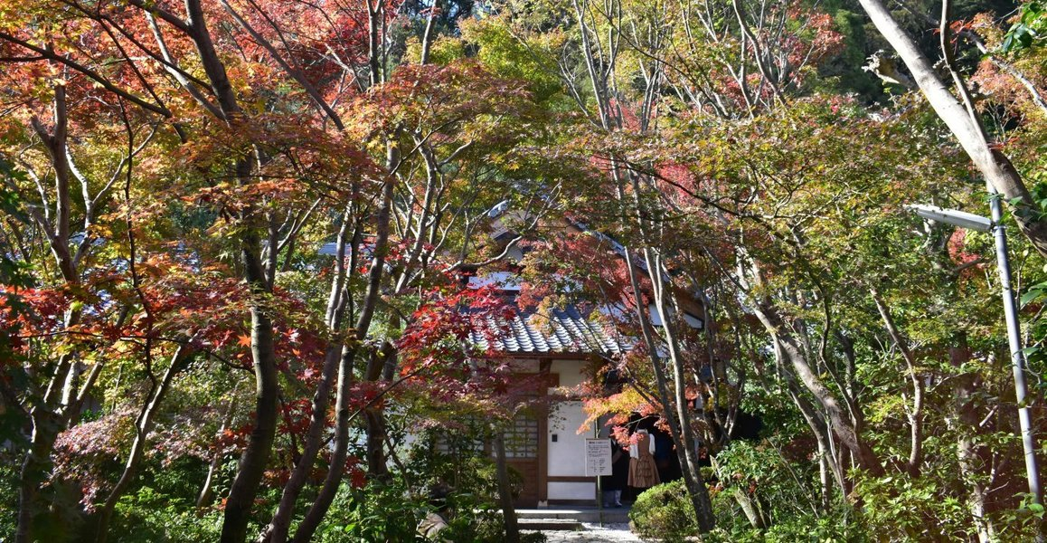 善法律寺の紅葉 見頃 2018年11月24日 撮影:MKタクシー