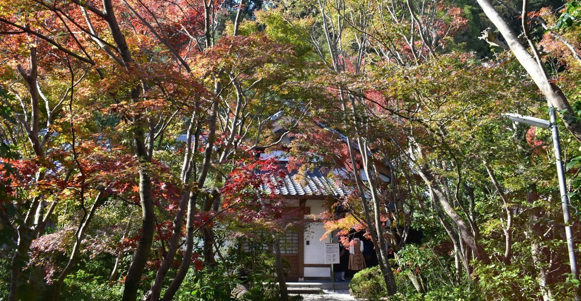 善法律寺の紅葉　見頃　2018年11月24日　撮影：MKタクシー