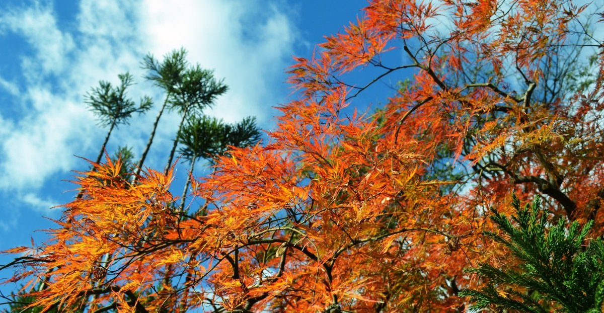松花堂庭園・松隠前の紅葉 見頃 2017年11月19日 撮影:MKタクシー