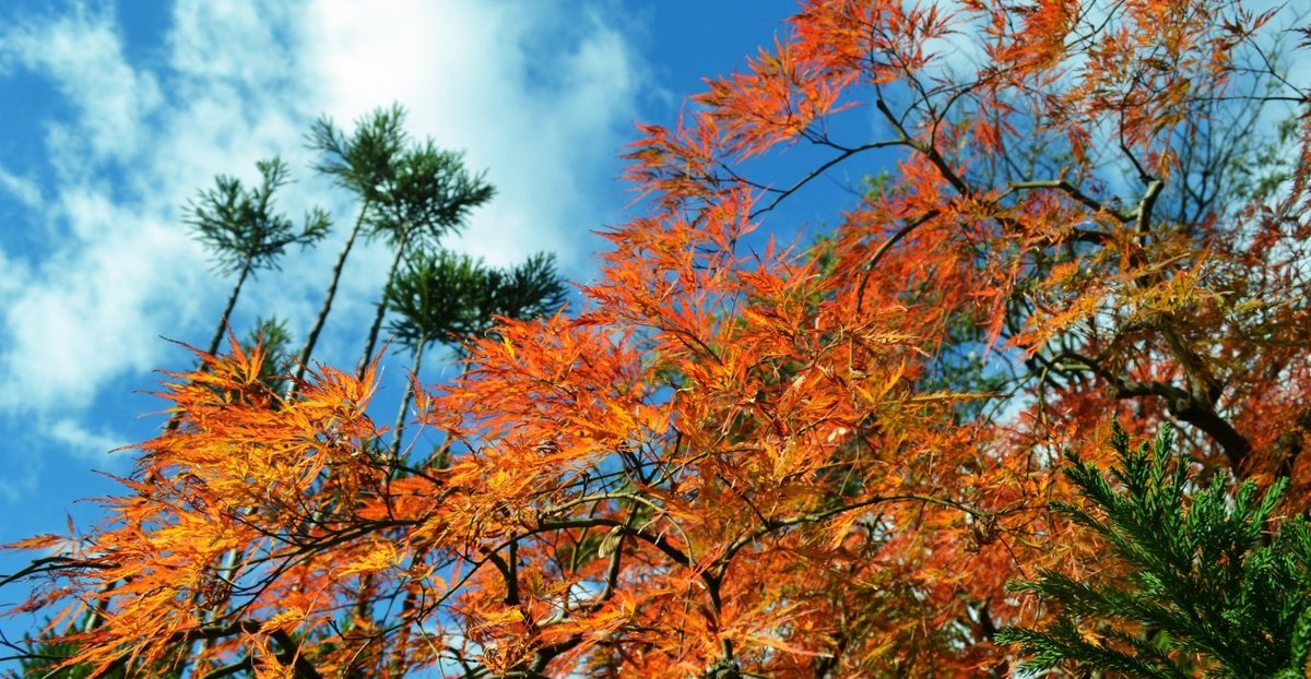 松花堂庭園・松隠前の紅葉　見頃　2017年11月19日　撮影：MKタクシー