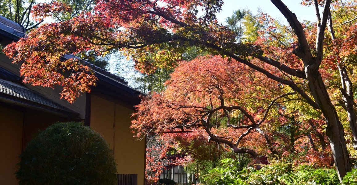 松花堂庭園・外園の紅葉 見頃 2018年11月24日 撮影:MKタクシー