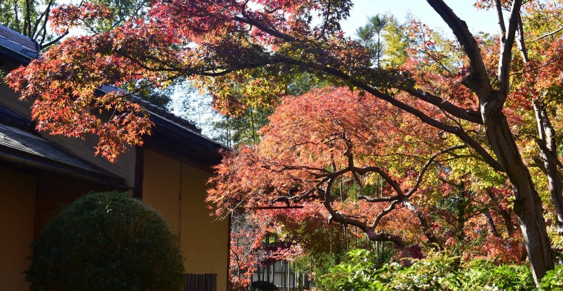 松花堂庭園・外園の紅葉　見頃　2018年11月24日　撮影：MKタクシー