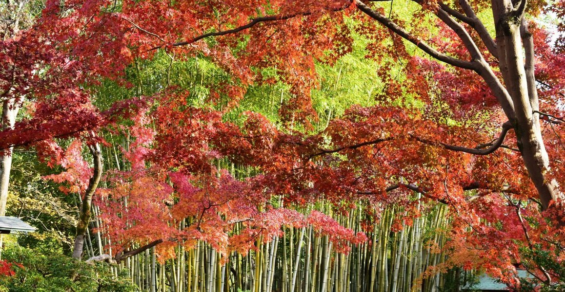 松花堂庭園・外園の紅葉 見頃 2018年12月1日 撮影:MKタクシー