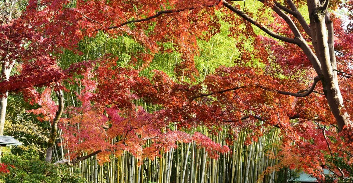 松花堂庭園・外園の紅葉　見頃　2018年12月1日　撮影：MKタクシー