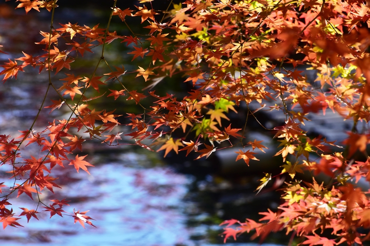 松花堂庭園・外園の紅葉　見頃　2018年11月24日　撮影：MKタクシー