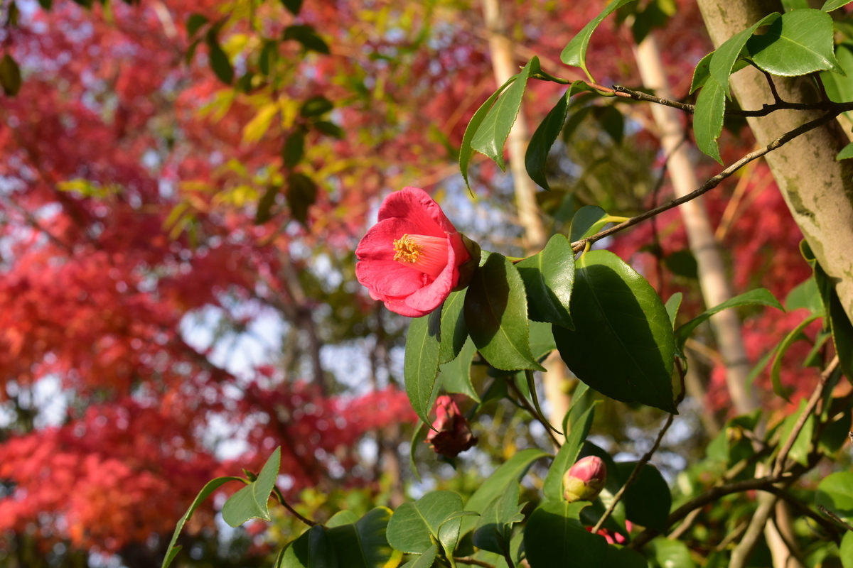 松花堂庭園・松花堂早咲藪椿と紅葉 見頃 2018年12月1日 撮影:MKタクシー