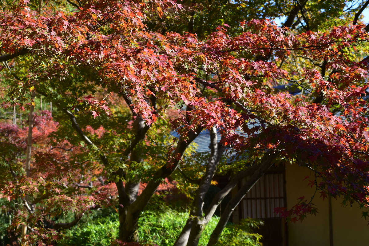 松花堂庭園・外園の紅葉 見頃 2018年11月24日 撮影:MKタクシー