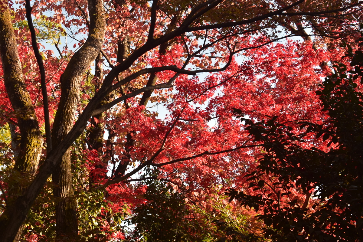 松花堂庭園・外園の紅葉 見頃 2019年11月23日 撮影:MKタクシー