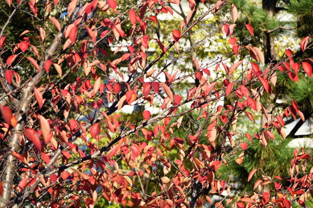 伏見稲荷大社の桜紅葉 見頃 2020年11月10日 撮影:MKタクシー