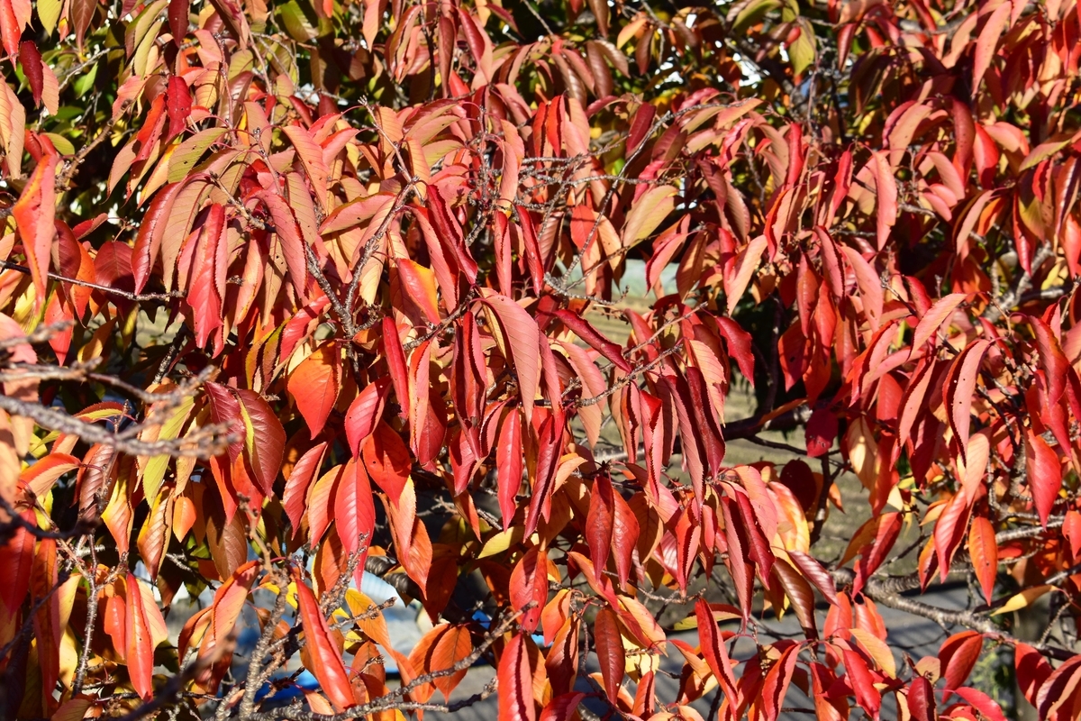 新高瀬川・ソメイヨシノの桜紅葉　見頃　2020年11月9日　撮影：MKタクシー