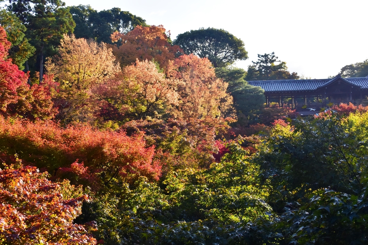 2018年11月10日 臥雲橋より通天橋 見頃近し 撮影:MKタクシー