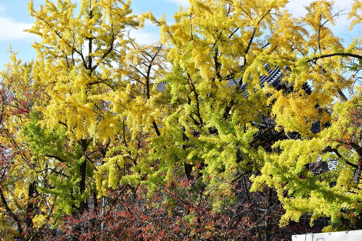 東本願寺・御影堂門前イチョウ 見頃近し 2020年11月10日 撮影:MKタクシー