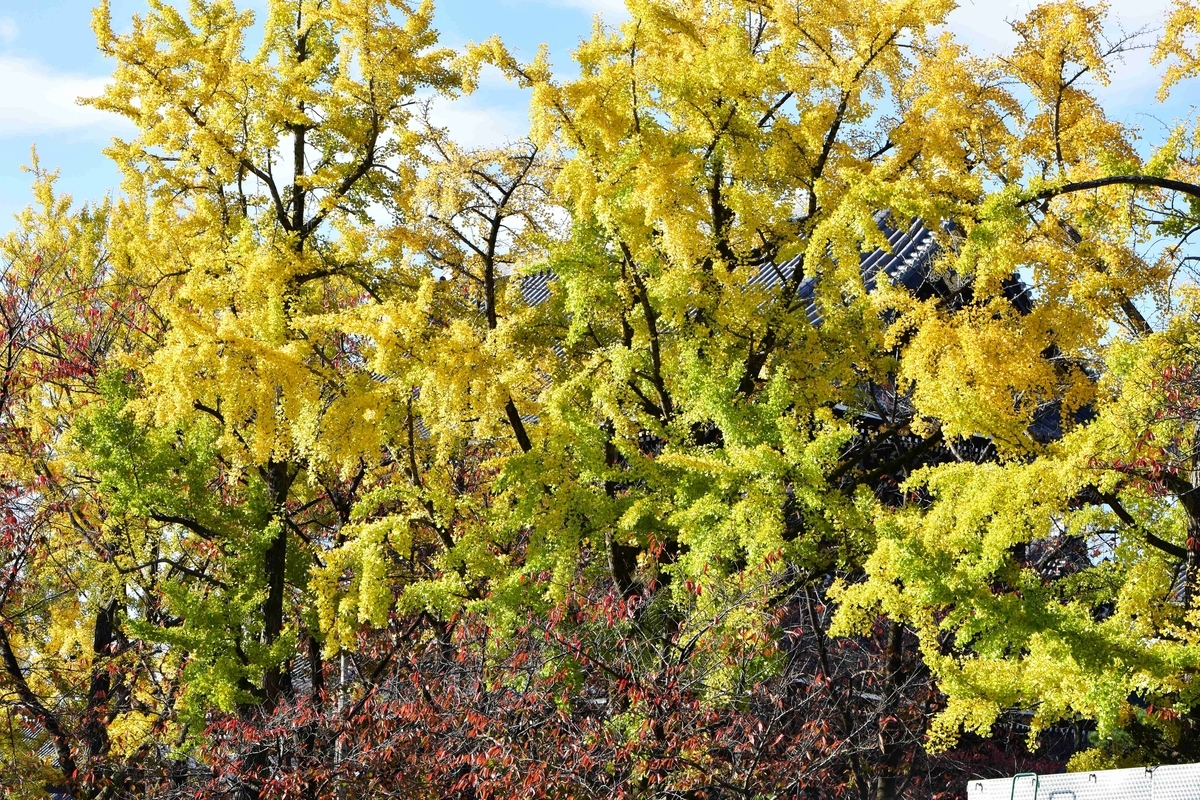 東本願寺・御影堂門前イチョウ　見頃近し　2020年11月10日　撮影：MKタクシー