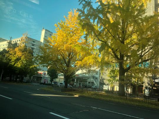 堀川寺之内のイチョウ 見頃 2019年11月5日 撮影:MKタクシー