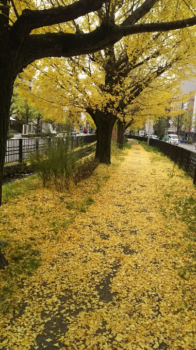 堀川上御霊前のイチョウ 見頃 2017年11月22日 撮影:MKタクシー