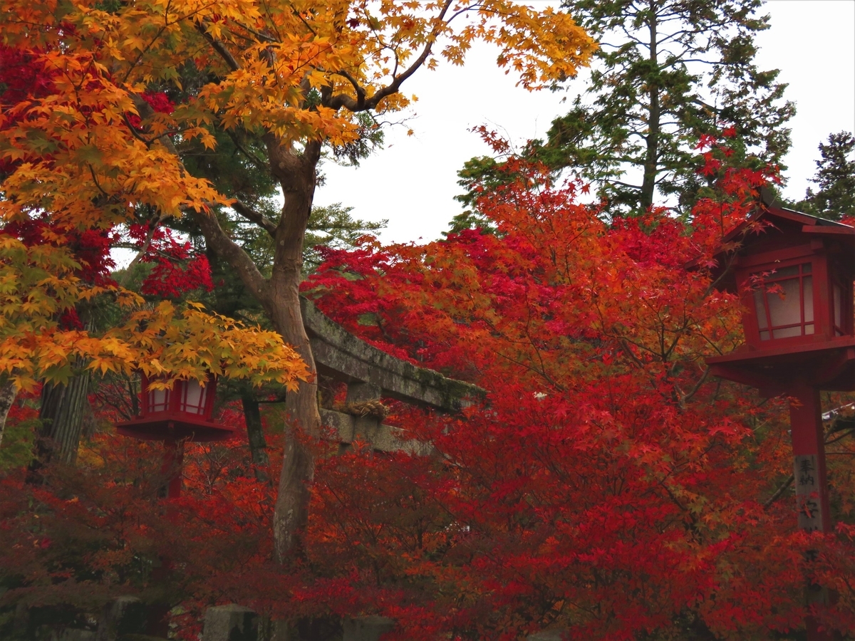 鍬山神社の紅葉 見頃 2020年11月9日 撮影:MKタクシー